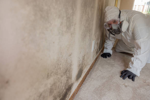 Professional Mold Inspection in Grand Junction, CO